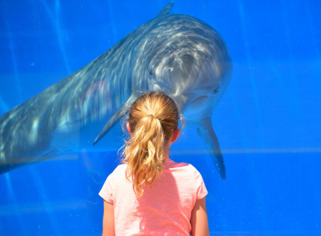 Kind und Delfin