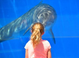 Kind und Delfin